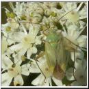 Closterotomus norwegicus - Zweipunktige Wiesenwanze 05.jpg